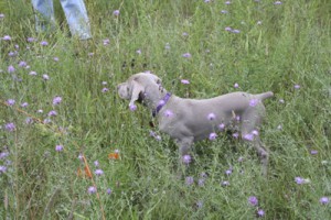 www.timberdoodleweims.net - Gallery- Puppy - 054